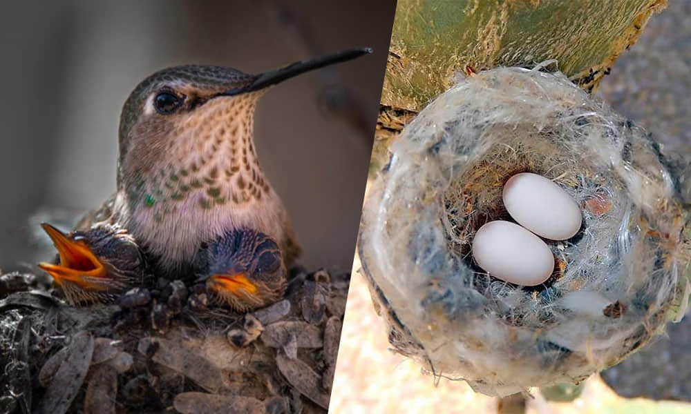 A small bird's nest containing pale eggs, tucked into a sheltered spot
